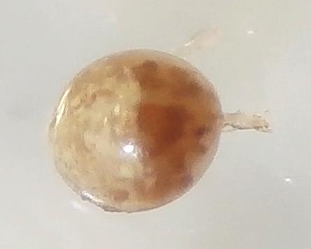 Réf. 242 139 : Pyemotes tritici